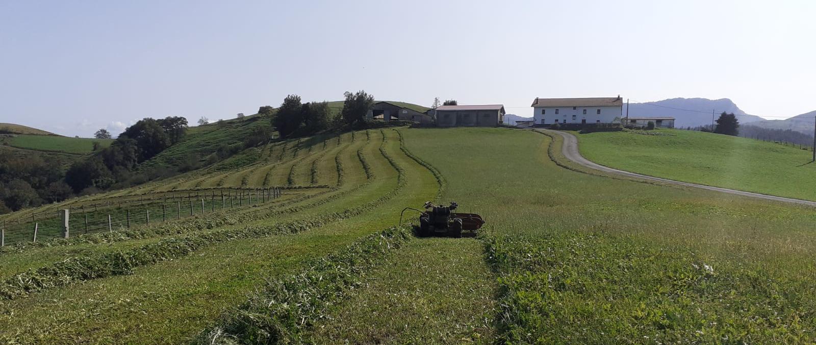 bulano.sega