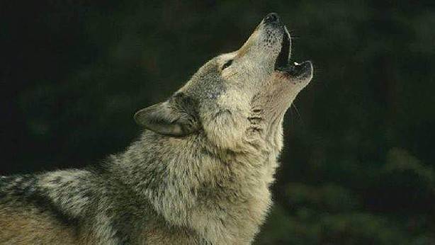 ENBA exige la inmediata dimisión de la ministra Teresa Ribera tras la inclusión del lobo en el listado LESPRE